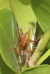 Cheiracanthium gracile