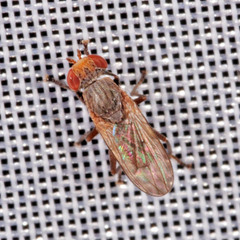 Sciomyzidae