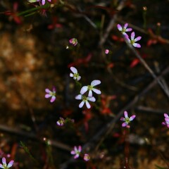 Stylidium despectum