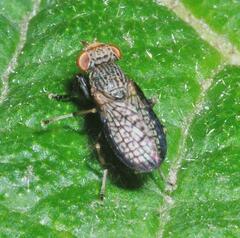Pherbellia limbata