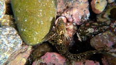 Parablennius parvicornis