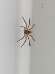 Philodromidae