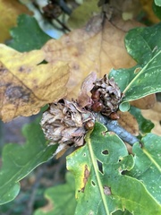 Andricus foecundatrix