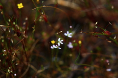 Stylidium despectum