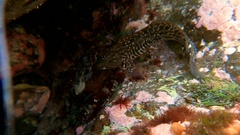 Parablennius parvicornis