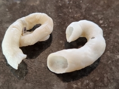 Thylacodes natalensis