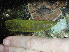 Athoracophorus papillatus