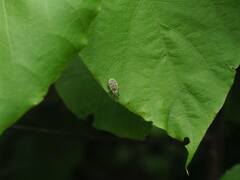 Eugnathus distinctus