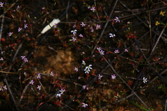 Stylidium despectum