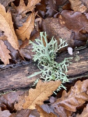 Evernia