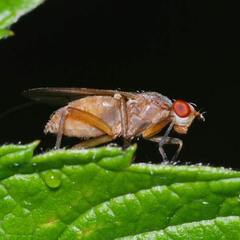 Pherbellia dubia