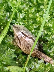 Drusia ibera