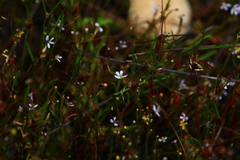 Stylidium despectum