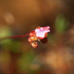 Drosera closterostigma