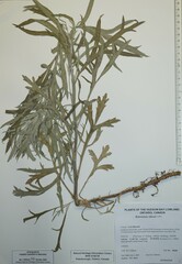 Artemisia tilesii