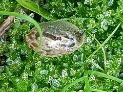 Drusia ibera