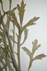 Artemisia tilesii
