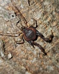 Metagyndes pulchella