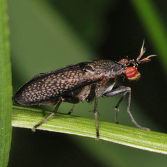 Coremacera marginata