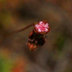 Drosera closterostigma