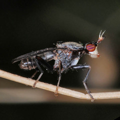 Coremacera marginata