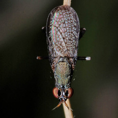 Coremacera marginata