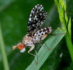 Trypetoptera punctulata