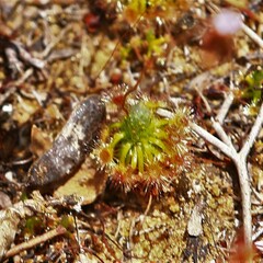 Drosera closterostigma