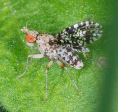 Trypetoptera punctulata