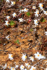 Drosera closterostigma