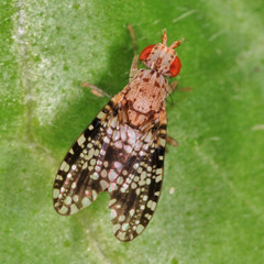 Trypetoptera punctulata