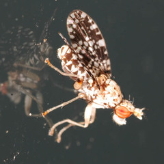 Trypetoptera punctulata