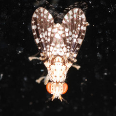 Trypetoptera punctulata