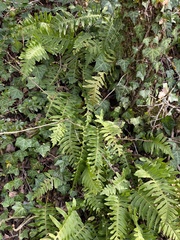 Polypodium vulgare