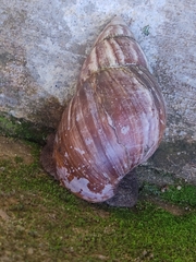 Sinistrofulgur perversum