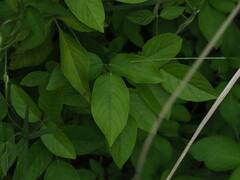 Centrosema pubescens