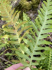 Polypodium vulgare