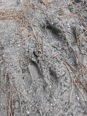 Capreolus capreolus