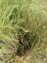 Protea scorzonerifolia