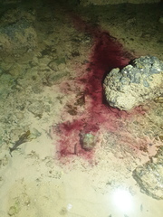 Dolabella auricularia