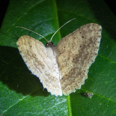 Luxiaria acutaria
