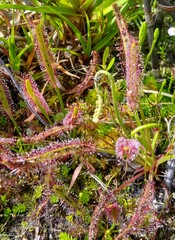 Drosera capensis