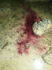 Dolabella auricularia