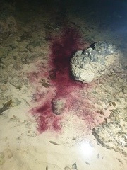 Dolabella auricularia