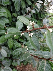 Elaeagnus pungens