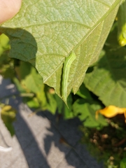 Scoliopteryx libatrix
