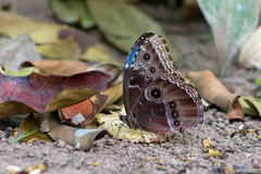 Morpho