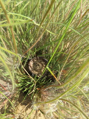 Protea scorzonerifolia