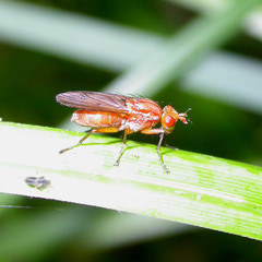 Tetanocera arrogans