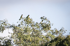 Eupsittula nana